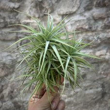 Tillandsia bergeri