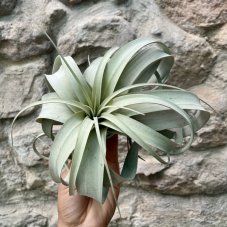 Tillandsia xerographica
