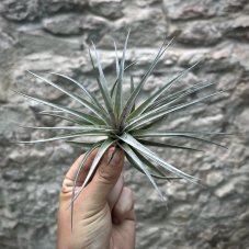 Tillandsia concolor
