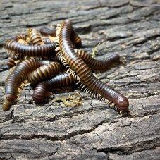 Spirostreptidae sp. 6 Madagascar