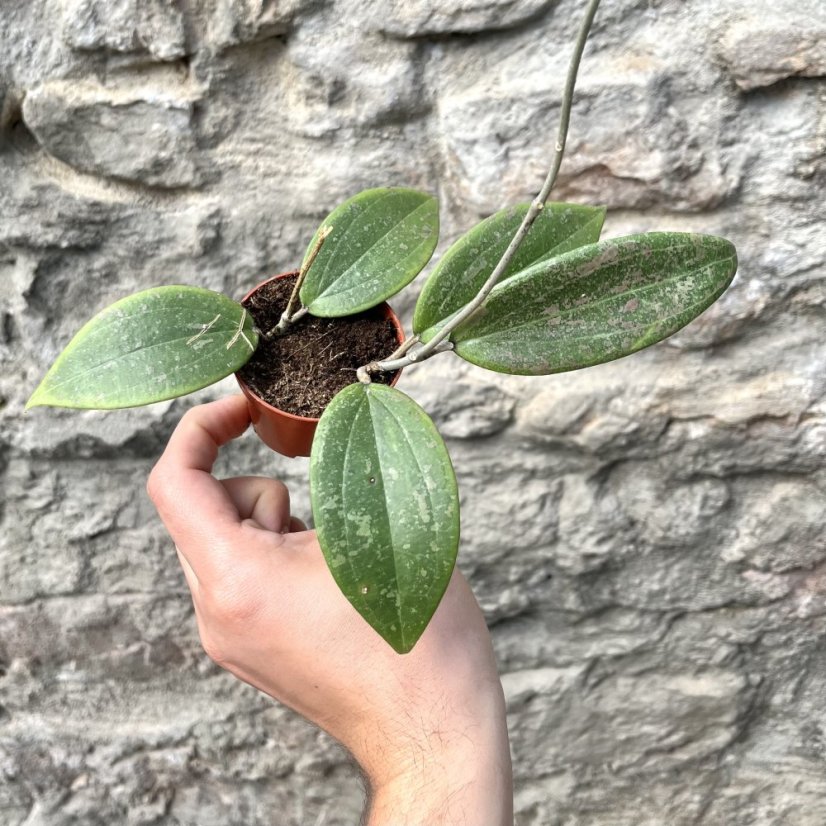 Hoya crassipetiolata Hoya crassipetiolata