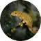 Eurydactylodes agricolae 3.4