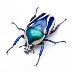 Dicronorhina derbyana conradsi - Japan blue