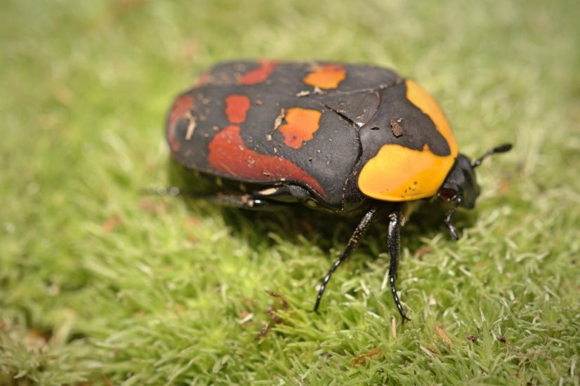 Pachnoda iskuulka