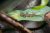 Phelsuma robertmertensi