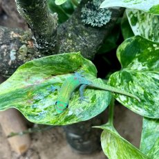 Phelsuma laticauda laticauda F1