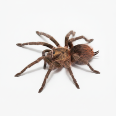 Phormictopus auratus