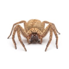 Heteropoda javana