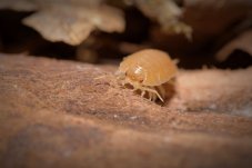 Porcellio laevis - Orange
