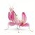 Hymenopus coronatus