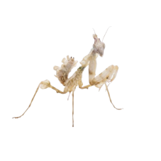 Idolomantis diabolica