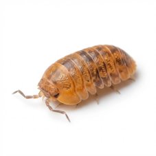 Cubaris murina Anemone