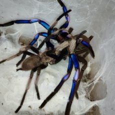 Chilobrachys natanicharum