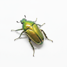 Eudicella aurata