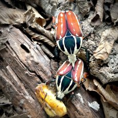 Mecynorhina torquata ugandensis - Black/Brown