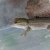 Phelsuma breviceps