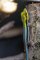Phelsuma klemmeri