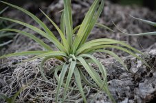 Tillandsia abdita