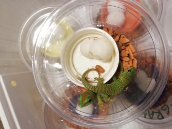Phelsuma grandis - líhnutí