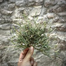 Tillandsia tricholepis