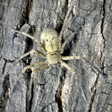 Heteropoda venatoria