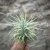 Tillandsia ionantha mexico