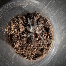 Pamphobeteus sp. Tigris