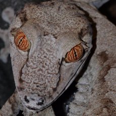 Uroplatus fimbriatus