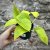 Epipremnum Golden