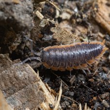 Porcellio lepineyi