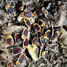 Pachnoda marginata peregrina - Aberrant
