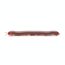 Centrobolus splendidus