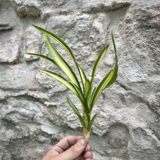 Neoregelia - Chrisy