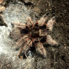 Grammostola rosea