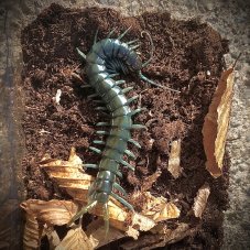 Ethmostigmus trigonopodus Blue