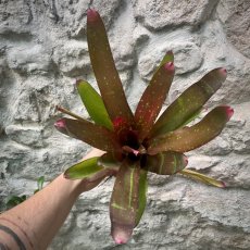 Neoregelia - Red Goodies