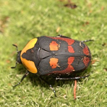 Coleoptera - Brouci