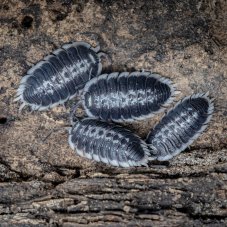 Porcellio flavormaginatus