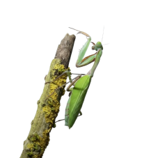 Hierodula majuscula