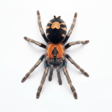 Cyriocosmus elegans