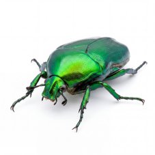 Chlorocala africana africana