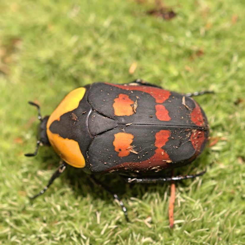 Pachnoda iskuulka