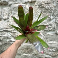 Neoregelia - Red Goodies