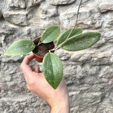 Hoya crassipetiolata