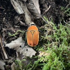 Pachnoda marginata rougeoti