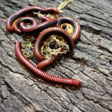 Aphistogoniulus hova