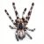 Poecilotheria regalis