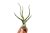 Tillandsia bulbosa