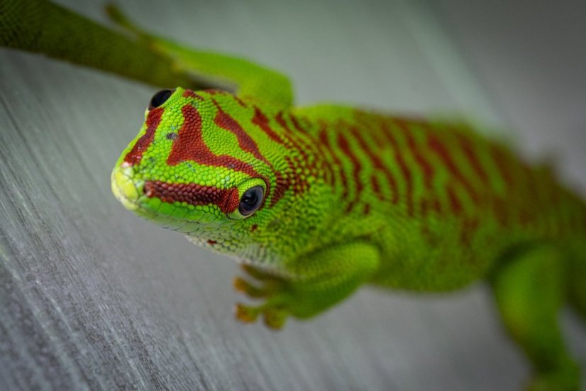 Phelsuma grandis Phelsuma grandis