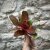Neoregelia - Atlantis